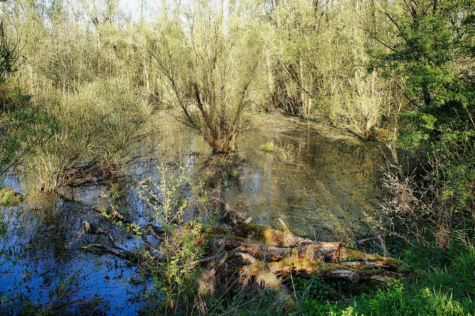 Naturschutzgebiet Rheinaue Walsum am Rhein